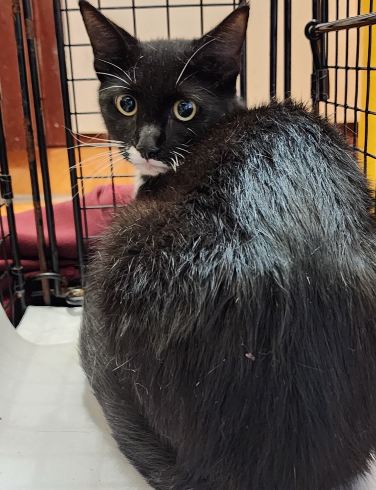 Black and white cat